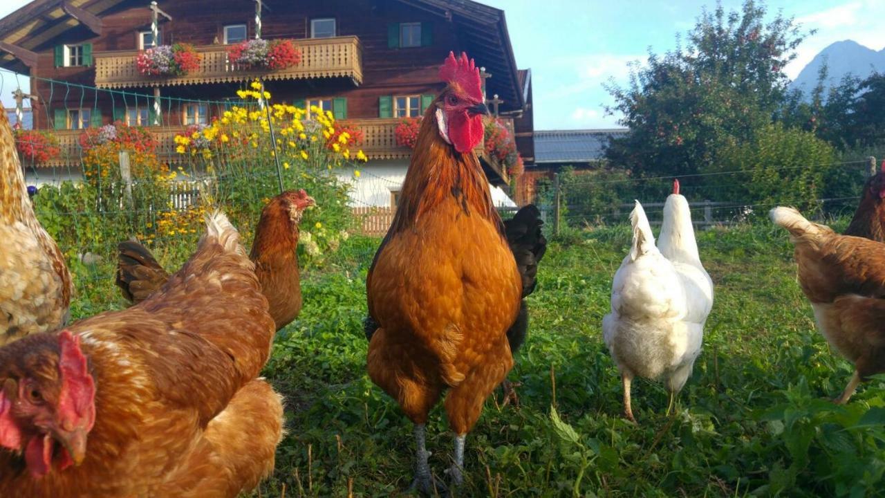 Biobauernhof Jagglhof Lägenhet Saalfelden Exteriör bild