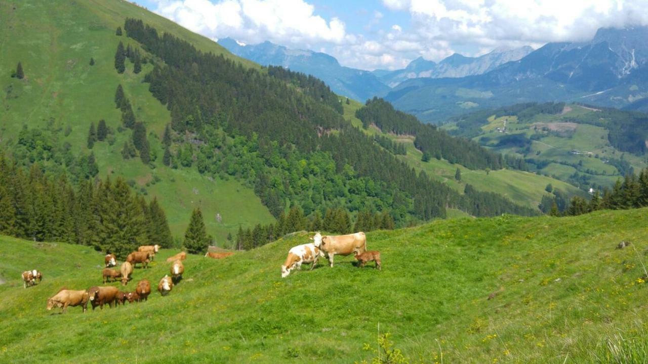 Biobauernhof Jagglhof Lägenhet Saalfelden Exteriör bild